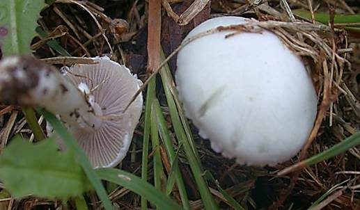Schwarzblättriger Träuschling, Foto 4