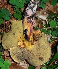 Schwarzblauender Röhrling, Foto 4