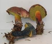 Schwarzblauender Röhrling, Foto 24