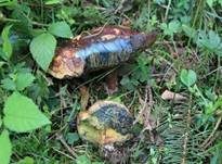 Schwarzblauender Röhrling, Foto 11