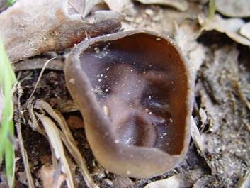 Schwarzbraune Becherlorchel, Foto 2