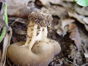 Schwarzbraune Becherlorchel, Foto 3