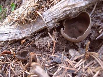 Schwarzbraune Becherlorchel, Foto 4