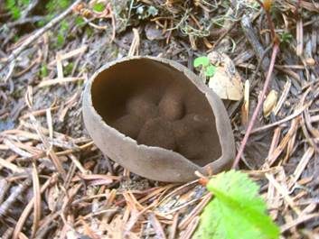 Schwarzbraune Becherlorchel, Foto 5