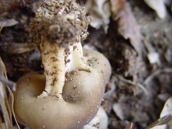 Schwarzbraune Becherlorchel, Foto 6