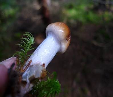 Blaustielschleimfuß, Foto 3