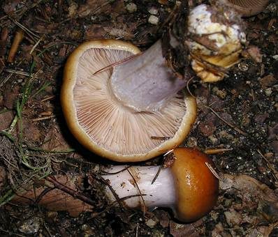 Blaustielschleimfuß, Foto 4