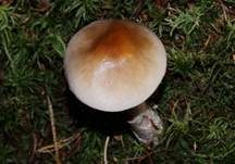 Blaustielschleimfuß, Foto 7