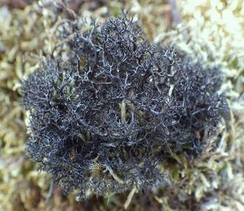 Schwarzbraune Strauchflechte, Foto 2
