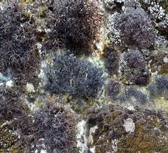 Schwarzbraune Strauchflechte, Foto 5