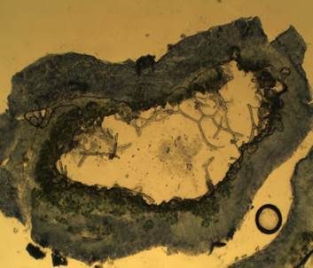 Schwarzbraune Strauchflechte, Foto 6