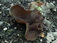 Schwarzbrauner Becherling, Foto 21