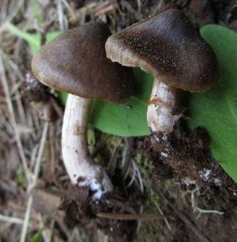 Schwarzbrauner Gürtelfuß, Foto 3