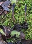 Schwarze Erdzunge, Foto 5