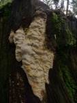 Alpentramete, Foto 16