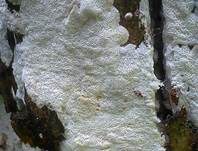 Alpentramete, Foto 11