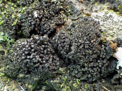 Schwarze Kugelgallertflechte, Foto 2