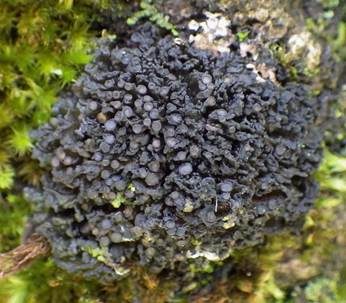 Schwarze Kugelgallertflechte, Foto 3