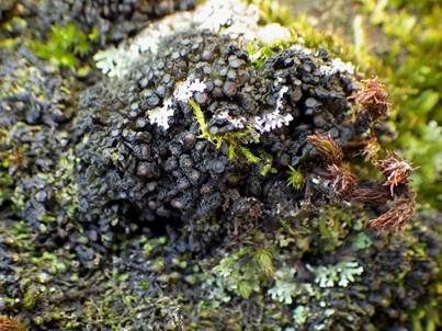 Schwarze Kugelgallertflechte, Foto 4