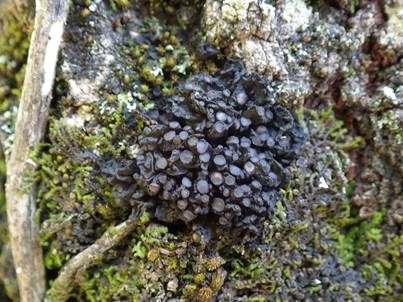 Schwarze Kugelgallertflechte, Foto 5