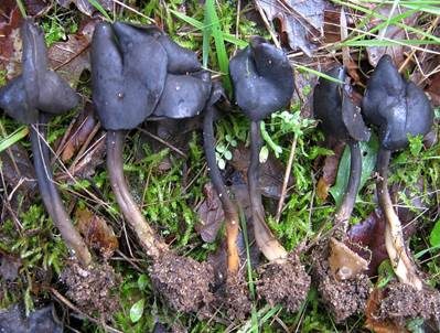 Schwarze Lorchel, Foto 5