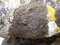 Schwarze Mauerkruste, Foto 12