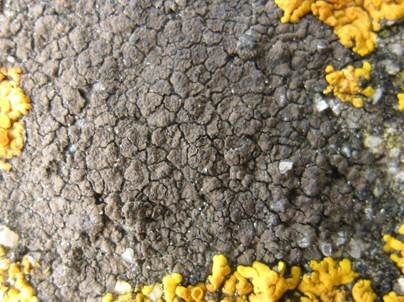 Schwarze Mauerkruste, Foto 5