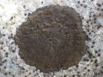 Schwarze Mauerkruste, Foto 10