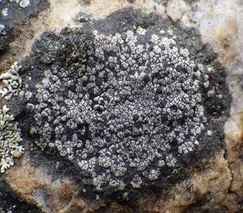 Schwarze Mosaikflechte, Foto 2