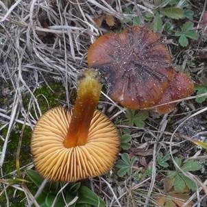 Schwärzender Dünensaftling, Foto 3