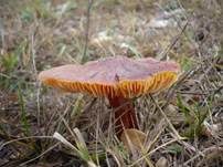 Schwärzender Dünensaftling, Foto 10