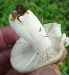 Bleibrauner Täubling, Foto 3