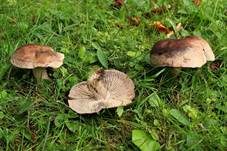Schwärzender Wiesenritterling, Foto 6