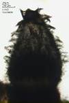 Schwarzer Kotpilz, Foto 24