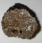 Schwarzer Sommertrüffel, Foto 9