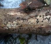 Schwarzes Hartbecherchen, Foto 4