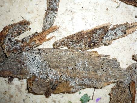 Schwarzes Spinnwebbecherchen, Foto 3