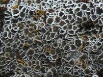 Schwarzes Spinnwebbecherchen, Foto 17