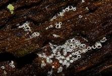 Schwarzes Spinnwebbecherchen, Foto 19