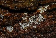 Schwarzes Spinnwebbecherchen, Foto 20