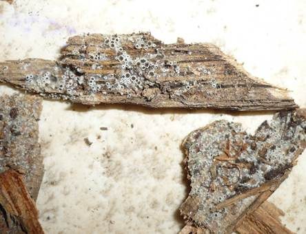 Schwarzes Spinnwebbecherchen, Foto 4