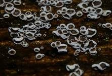 Schwarzes Spinnwebbecherchen, Foto 22