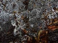 Schwarzes Spinnwebbecherchen, Foto 23