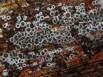 Schwarzes Spinnwebbecherchen, Foto 26