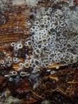 Schwarzes Spinnwebbecherchen, Foto 27