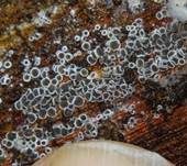 Schwarzes Spinnwebbecherchen, Foto 28