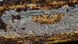 Schwarzes Spinnwebbecherchen, Foto 31