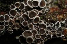 Schwarzes Spinnwebbecherchen, Foto 34