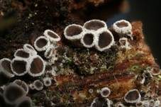 Schwarzes Spinnwebbecherchen, Foto 35