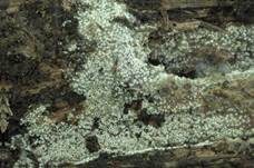 Schwarzes Spinnwebbecherchen, Foto 10